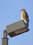 Red shouldered Hawk 0902
